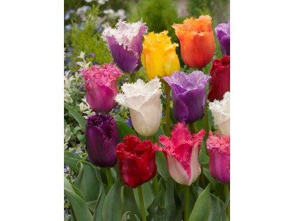 Mix třepenitých tulipánů 30 ks (Velikost hlíz 12+)
