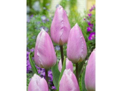 FA 16 0617 Tulipa Candy Prince