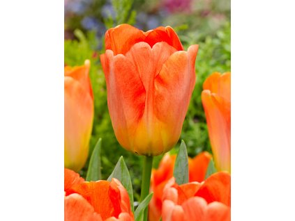 FA 14 0077 Tulipa Daydream