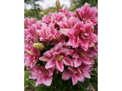 E22F576D E8C5 45F2 8B0A 667730318A23