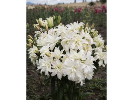 B2844CD2 26BC 4DD4 8514 70E83FAEB8DB