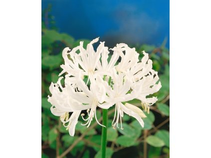 13818 nerine bowdenii alba 2 ks