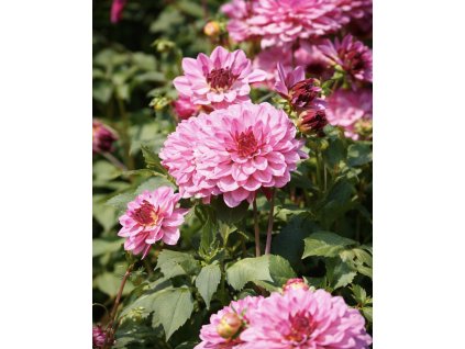 9B9917E1 36C9 4F41 A6C8 EE46D7AE891E