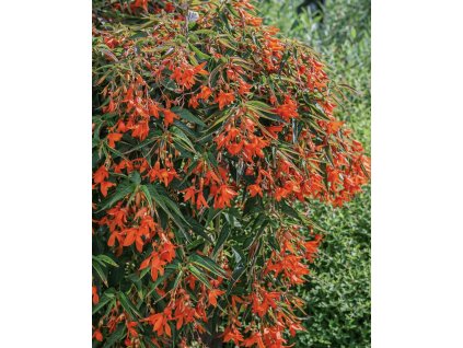 2CC0AE2B 889A 4F9D 9D5C 0E138CEE78EC