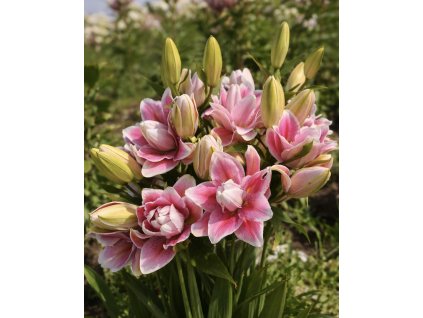 E8A80671 C076 4AFE A9C2 8BF21AE1A506