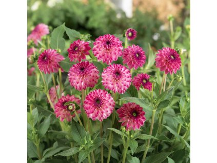 dahlia garden 1769680057697