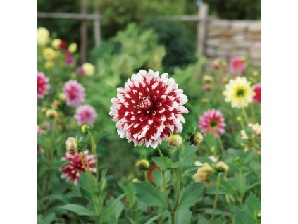 dahlia garden 1769680183408