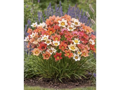 83AD5A0C DDFB 40C6 ACA5 7AB3D21FAA45