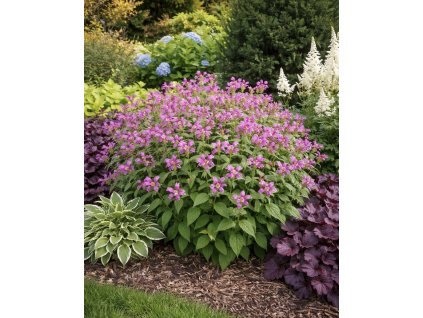 E46C9795 AF68 43D9 9F3C 76D570D55C34