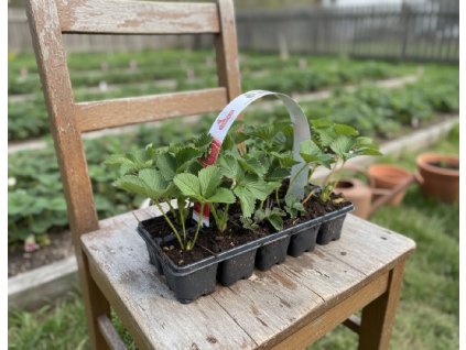 white bg result (86)