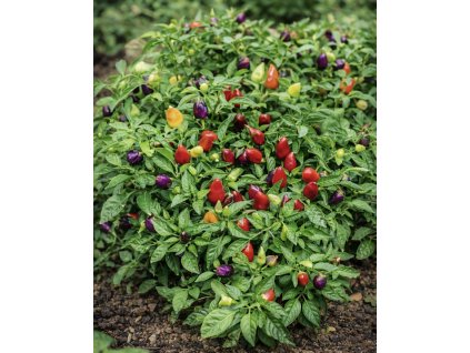 9AB58771 F93B 4433 9D0C CACAD0AF3497