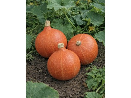 Tykev typ Hokkaido 'Hokkaido orange' 1,5 g