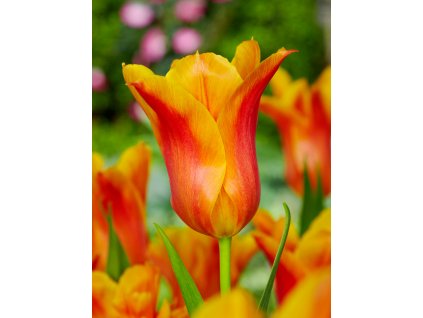 FA 12 0654 Tulipa Ballerina
