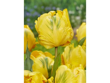 FA 23 0120 Tulipa Eagle Wings