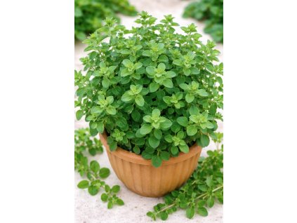 ChatGPT Image 10. 2. 2026 09 52 44