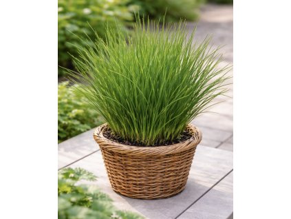 4726059C 171A 42F0 A88B 6B1BD584F5E3