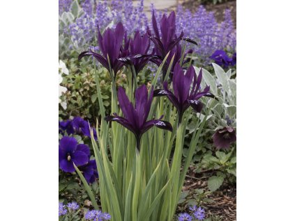 171A8579 3579 4AF1 A2B3 CCF8B3040CD9