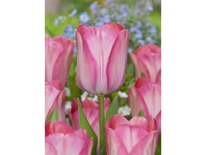 FA 22 0237 Tulipa Pink Sound van Eijk