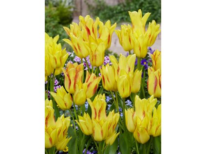 FA 19 0033 Tulipa Royal Georgette