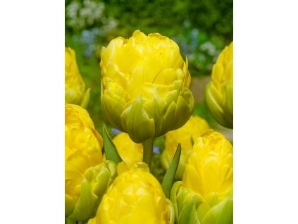 FA 17 0215 Tulipa Vanilla Coupe