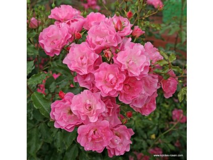 4cf4f2721a4fec5552114f28ac606bc1466581f9