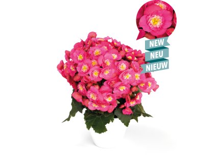 Belove Rose®