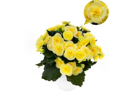 Belove Yellow®