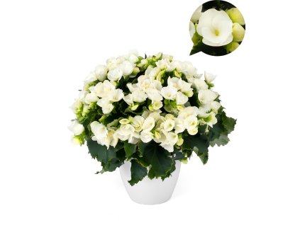 Betulia White®
