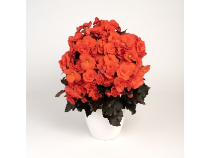 Mocca Orange