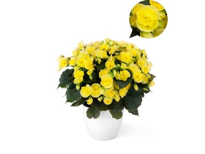 Sweeties Yellow®