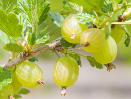1775 1 angrest green finch