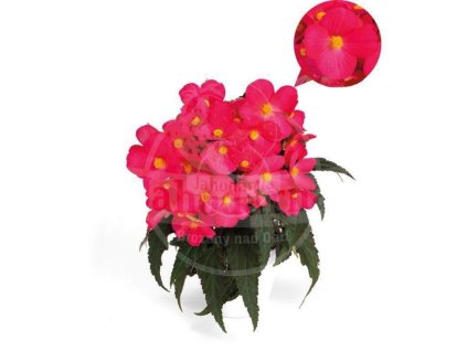 Begonie Bolivijske (begonie bolivijské) Begonie Bolivijske