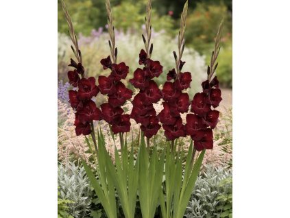 0DE919FC D704 4A6A AAA3 39E67DD03186