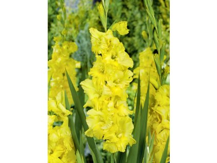 FA 08 0520 Gladiolus Charisma