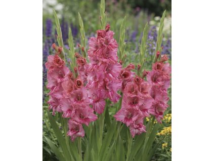 53028CA5 BEF2 4123 8ABF A94F9138CF9C