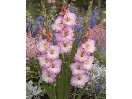 9CBF2025 2416 42F8 B125 E226BF3C8BC6