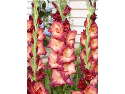 FA 21 0349 Gladiolus Ocasa