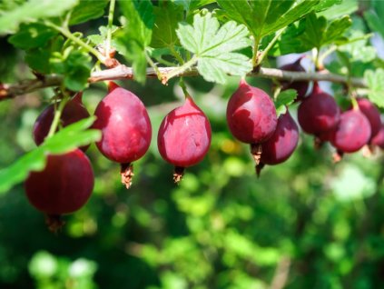 1787 1 angrest worchester