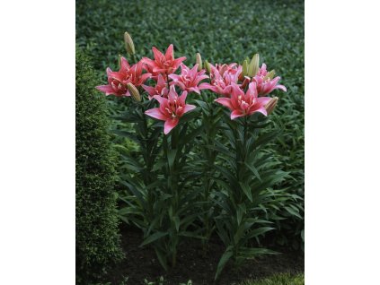 C7017693 63C5 4620 AAA0 6B30D465FCE7