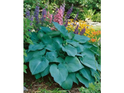 garden background 1769428346946