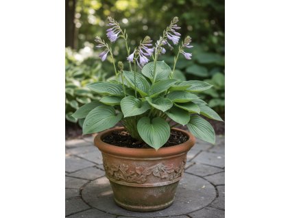 garden design 1769432468971