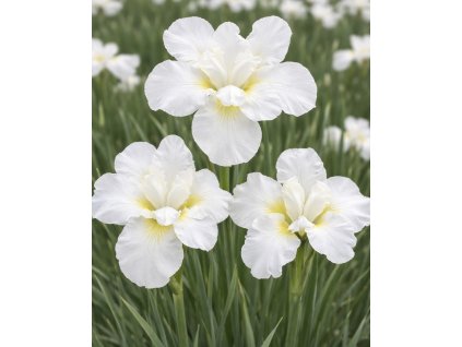 0B4F4B30 F759 4F95 9B72 A637B30D18DB