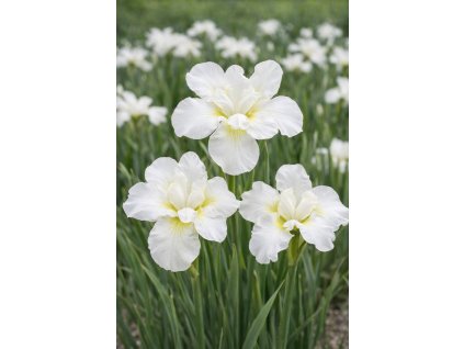 eea99f7b 7f58 4279 925e 7959212333d6