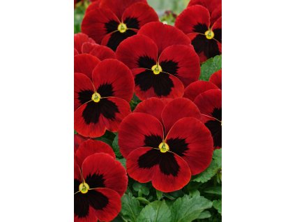 ChatGPT Image 10. 2. 2026 10 00 44