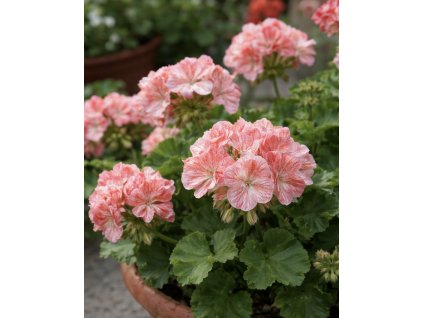 BB976A7F 2E0C 4B7D 8ABC 4A85375D7FE4