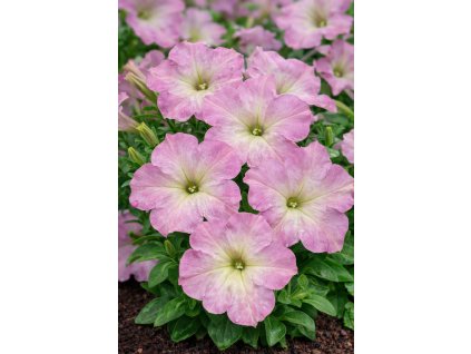 ChatGPT Image 10. 2. 2026 09 39 26