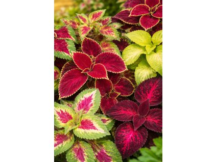 ChatGPT Image 10. 2. 2026 08 24 28