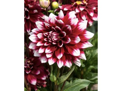 700A5A9C B96F 4E7E 88D9 0DFE4719F289