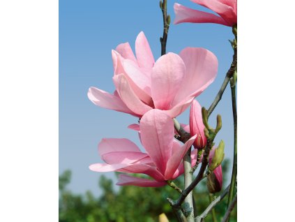 Prodej Magnolii () Prodej Magnolii