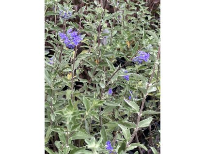 Ořechokřídlec klandonský 'White Surprise'®